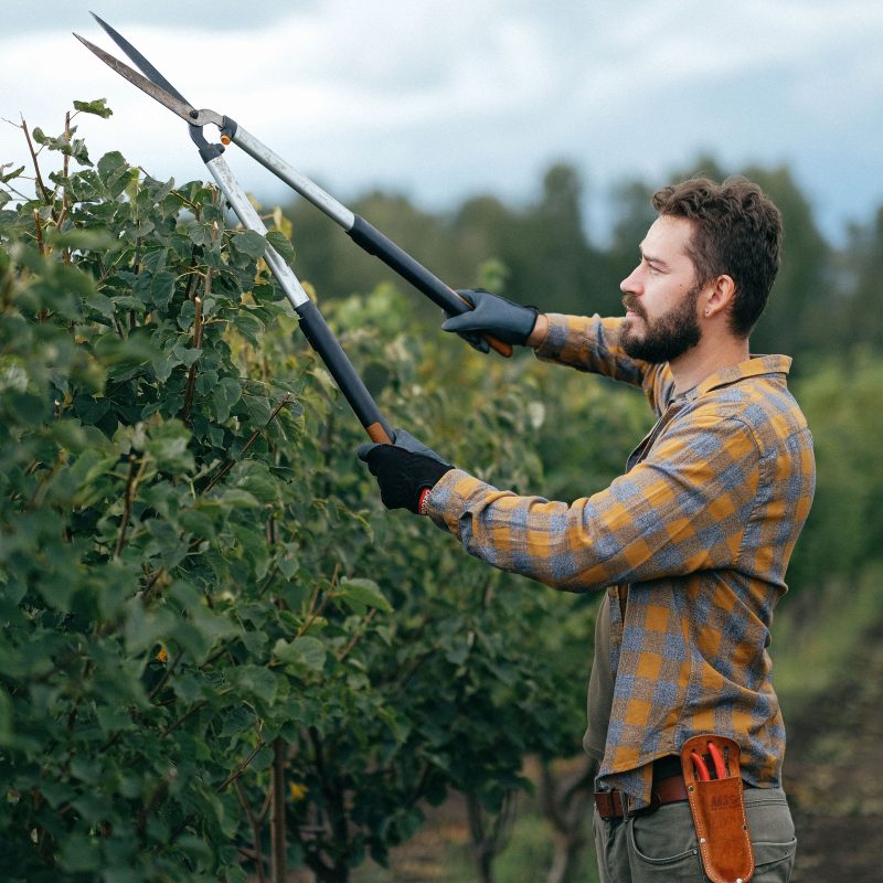A man is trimming a tall hedge with a large hedge trimmer. He is wearing work gloves and a plaid shirt. In the background, there are trees and a cloudy sky.
