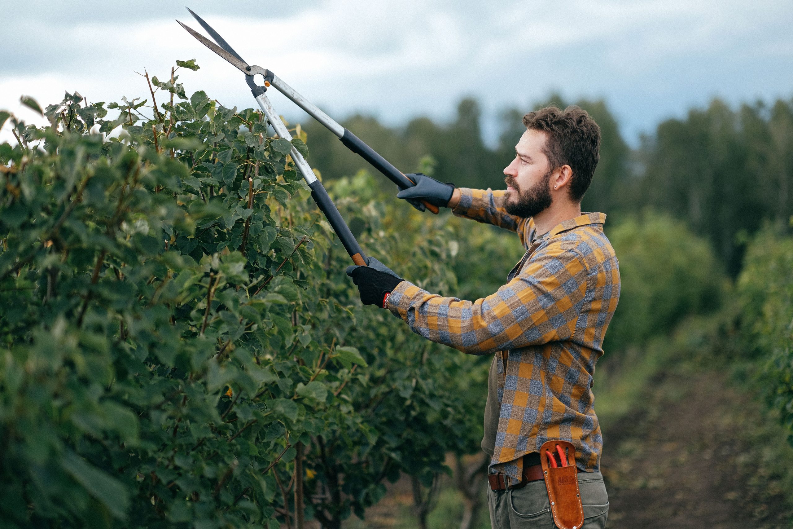 A man is trimming a tall hedge with a large hedge trimmer. He is wearing work gloves and a plaid shirt. In the background, there are trees and a cloudy sky.